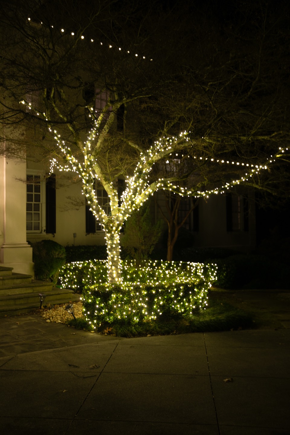 Tree with its trunk and limbs wrapped in warm-white lights, above lit hedges